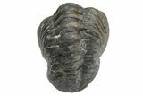 Wide, Enrolled Austerops Trilobite - Morocco #224098-2